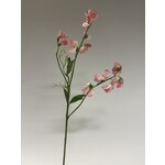 LATHYRUS | ROZE  | 58 CM