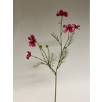 COSMEA | FUCHSIA | 72 CM