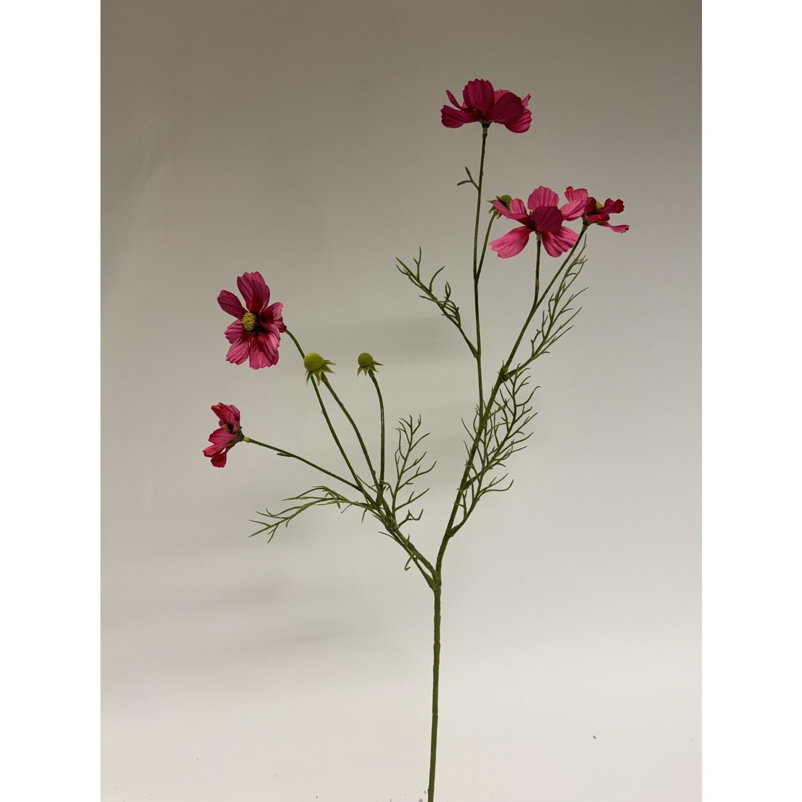 COSMOS XSENIA| FUCHSIA | 72 CM