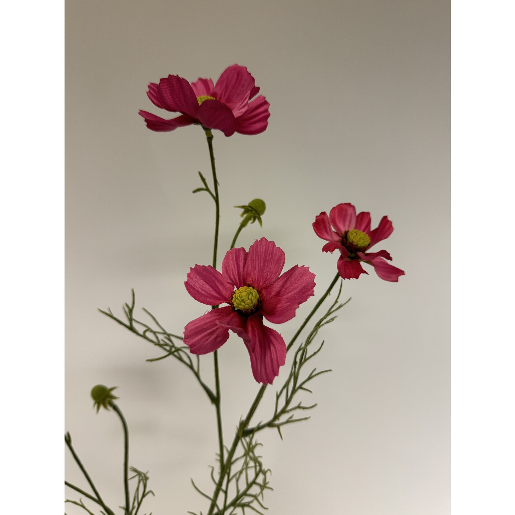 COSMOS XSENIA| FUCHSIA | 72 CM