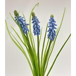 MUSCARI BLUE | BLUE  | 31 CM