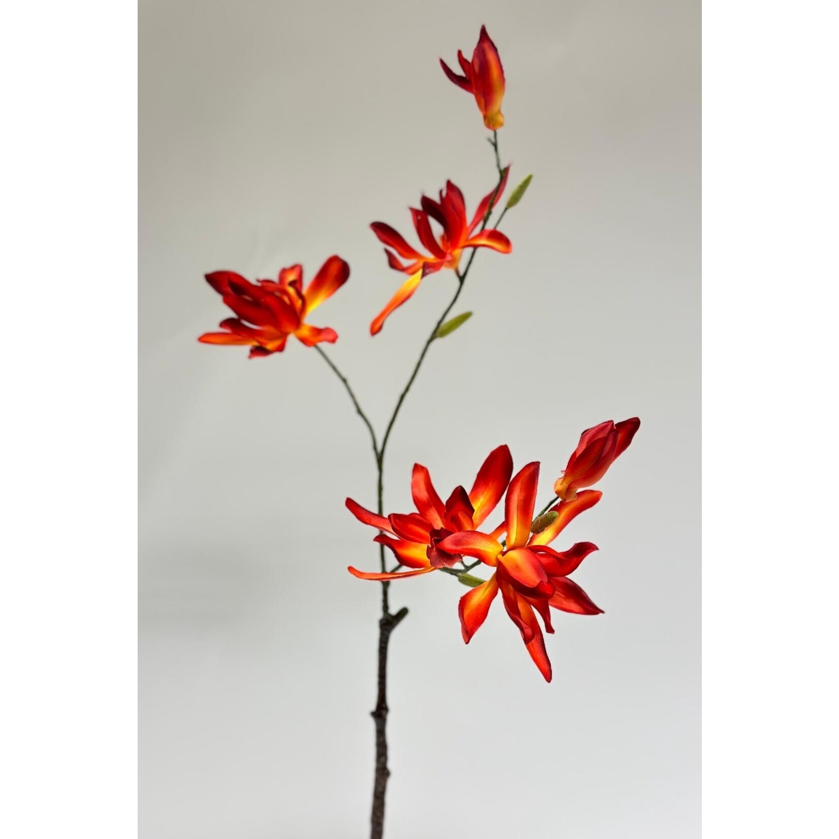 MAGNOLIA TAK | ORANJE | 78 CM