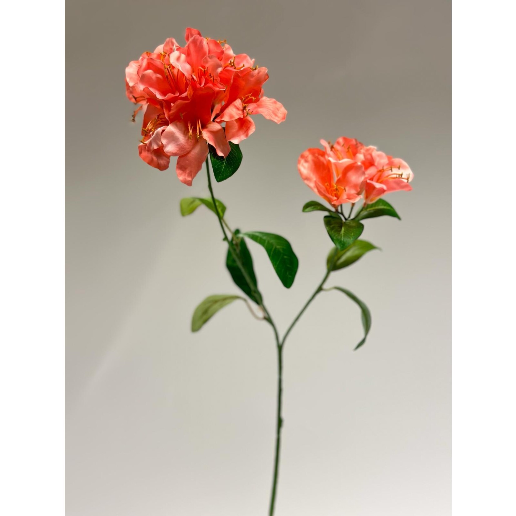 BERGROOS VIRGINIA RICHARDS | ROZE | 78 CM