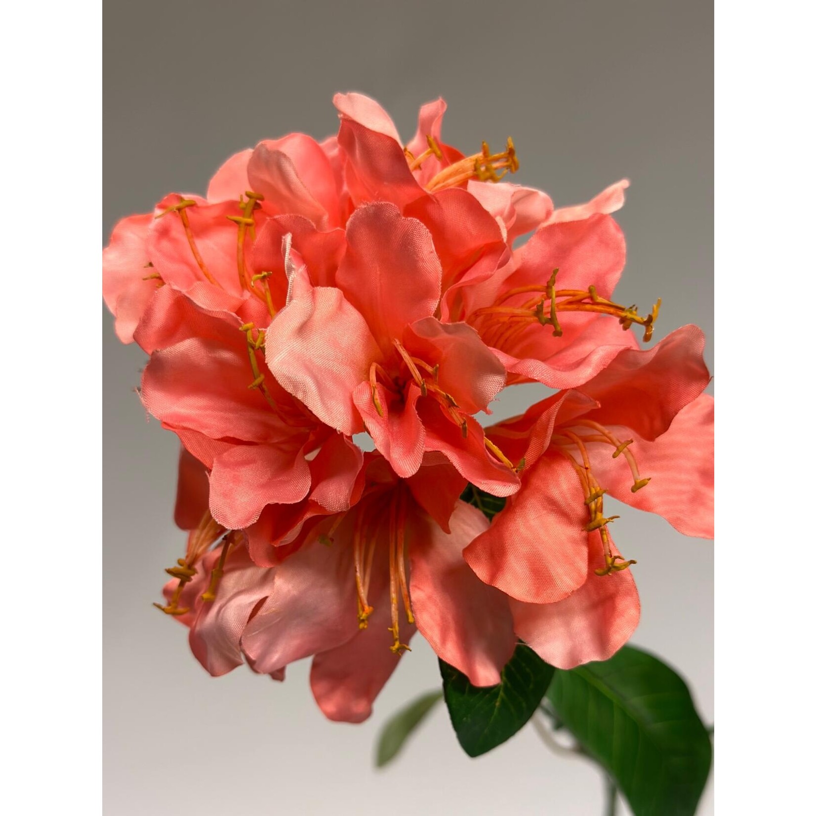 BERGROOS VIRGINIA RICHARDS | ROZE | 78 CM