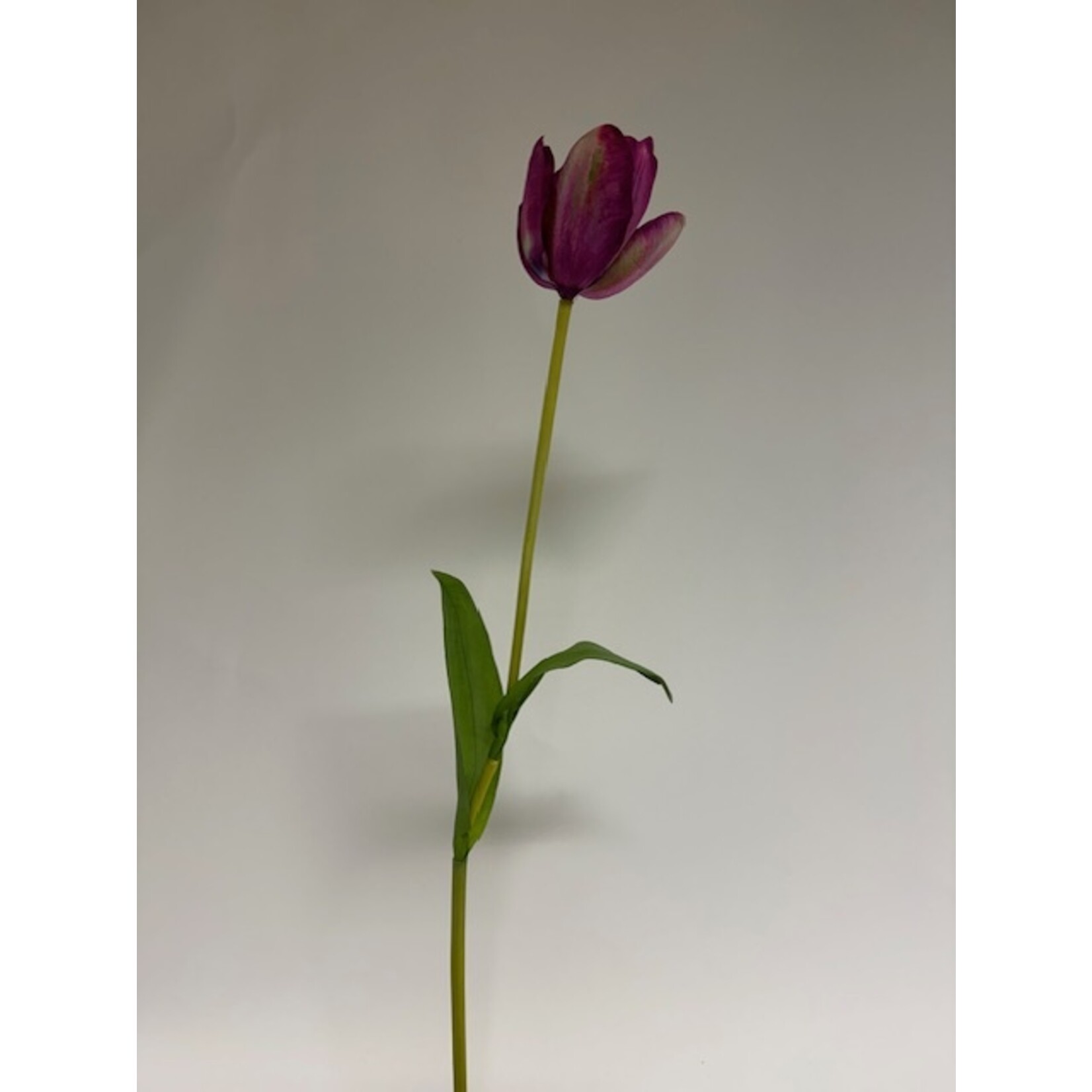 TULIP PURPLE DANCE | PURPLE | 63 CM