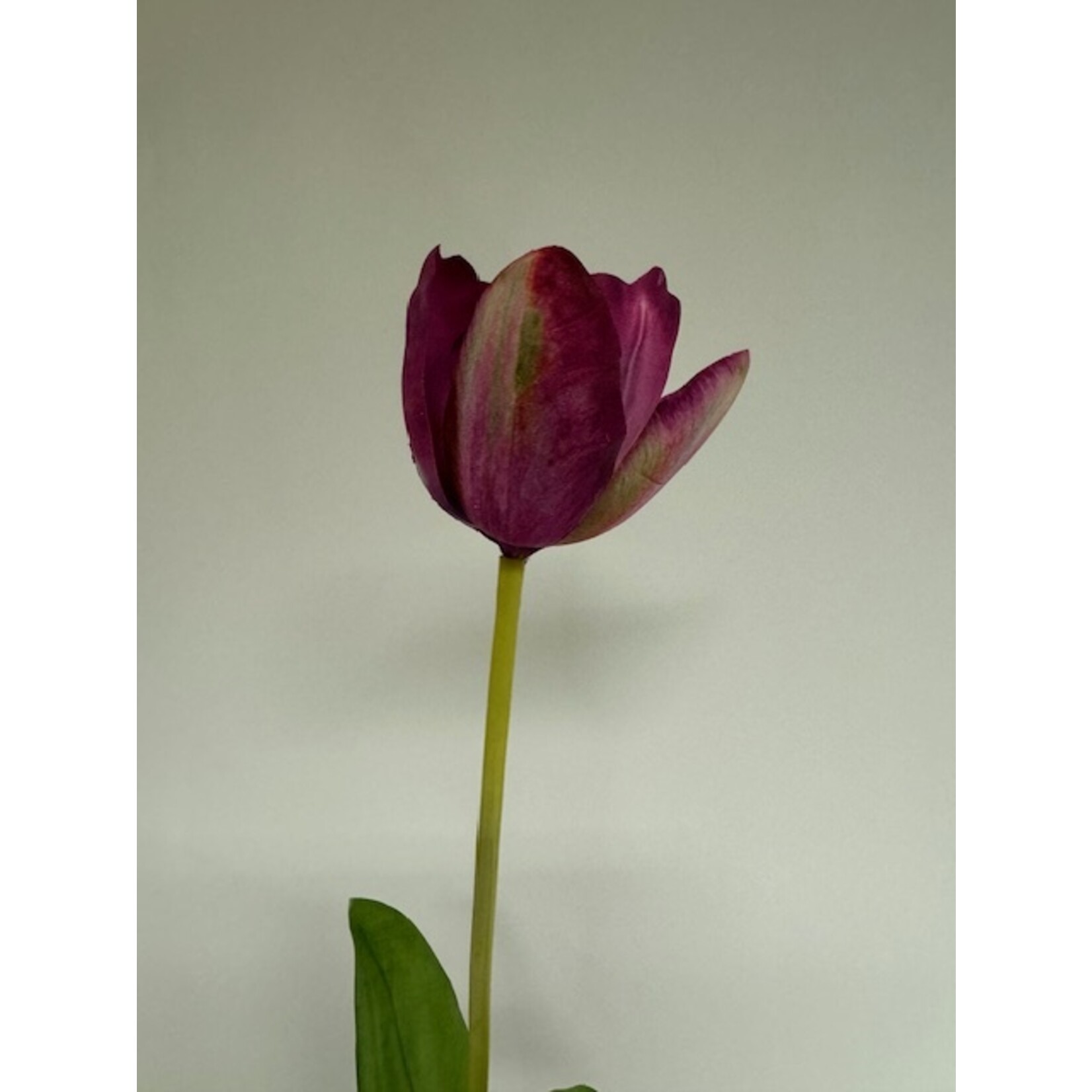 TULP BLUE AIMABLE| PAARS| 63 CM