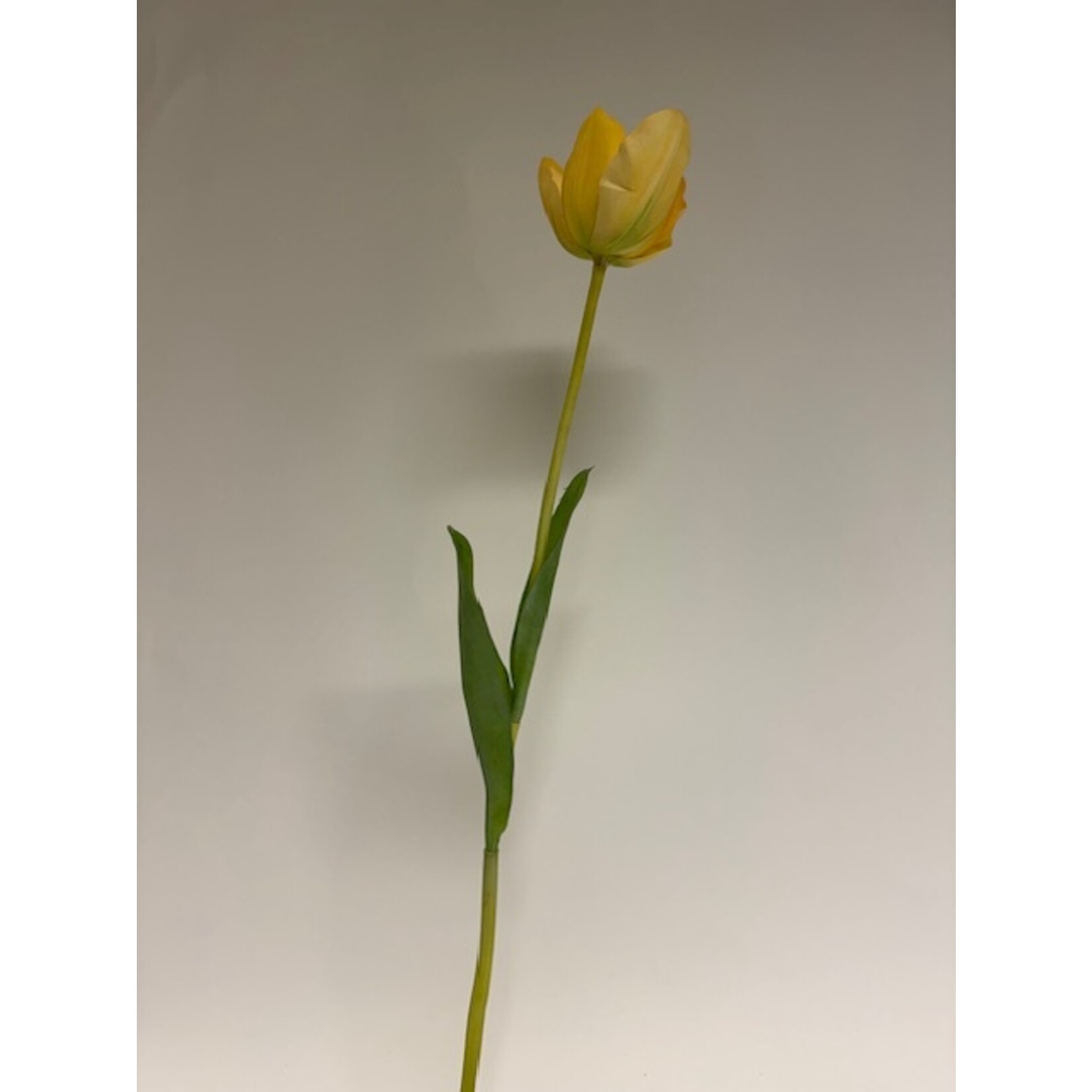 TULP BATALINII | GEEL | 63 CM