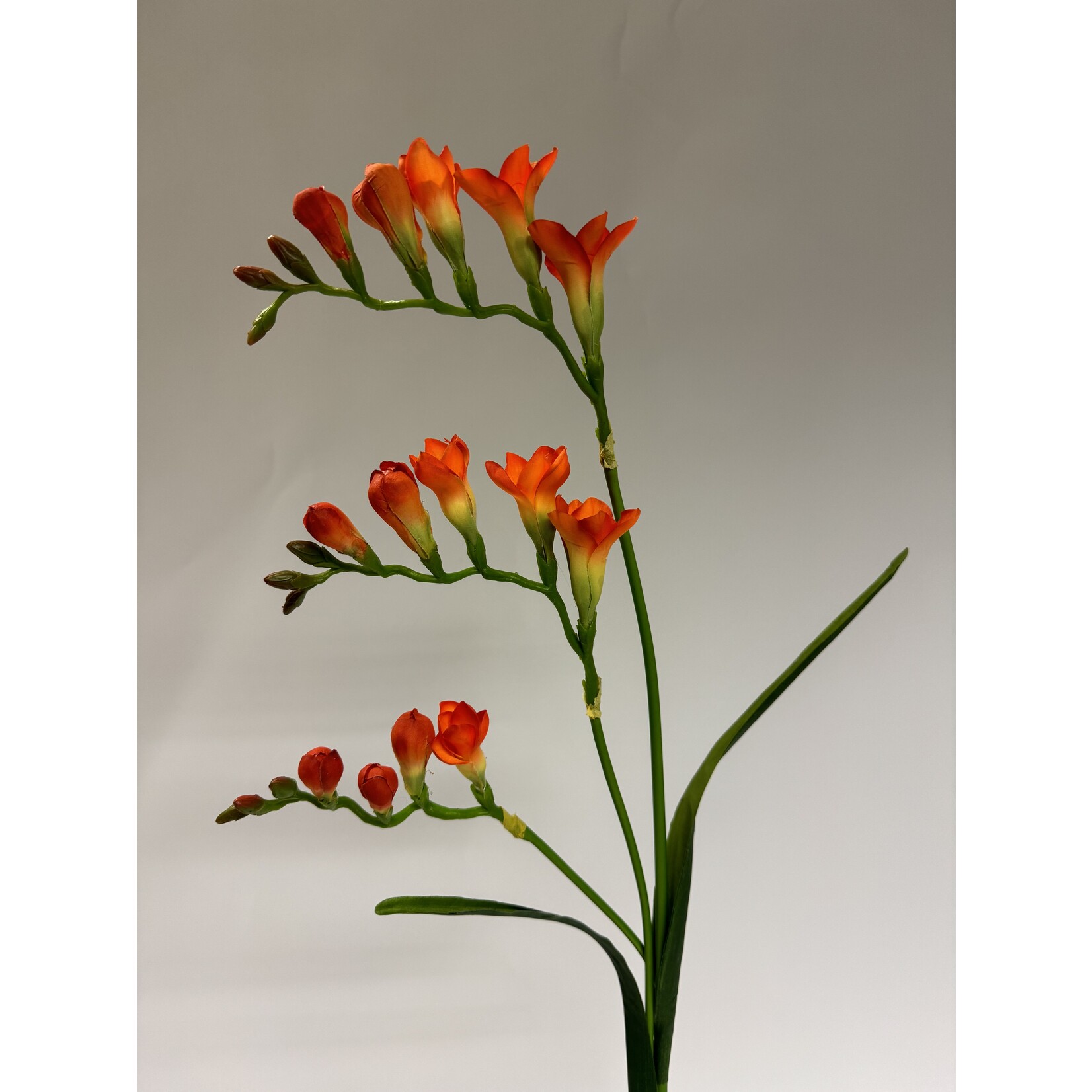 FREESIA XL | ORANJE | 80 CM