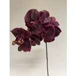 ORCHIDEE | BORDEAUX | 77 CM