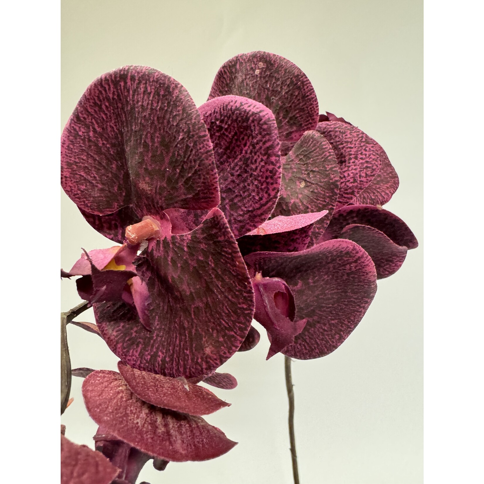 ORCHID | BURGUNDY | 77 CM