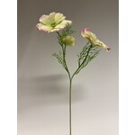 COSMOS | YELLOW PINK | 65 CM