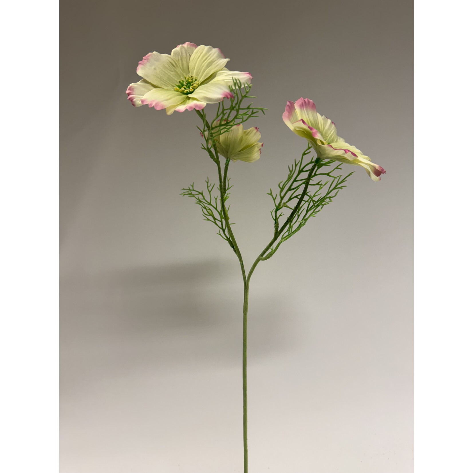 COSMOS | YELLOW PINK | 65 CM
