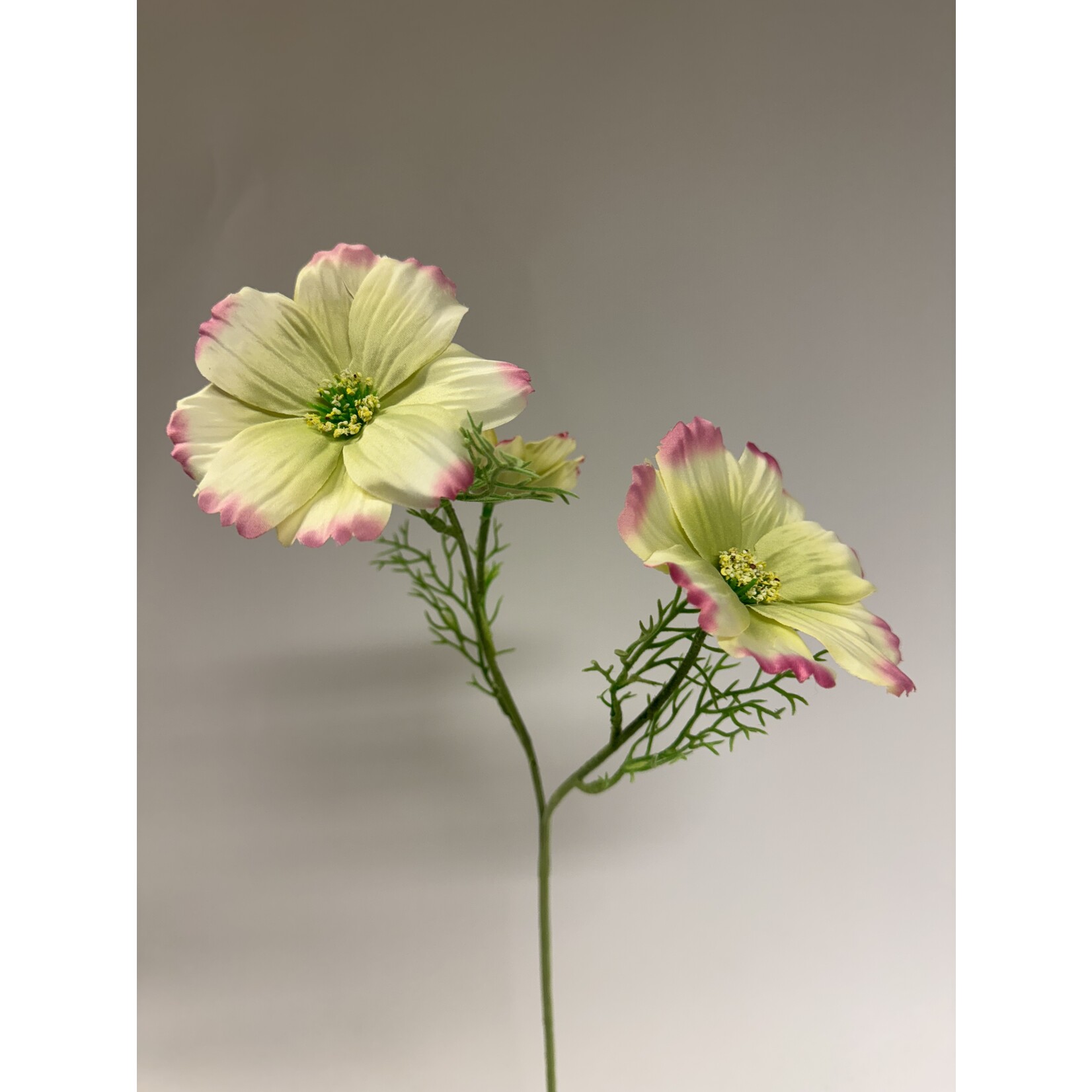 COSMOS | YELLOW PINK | 65 CM