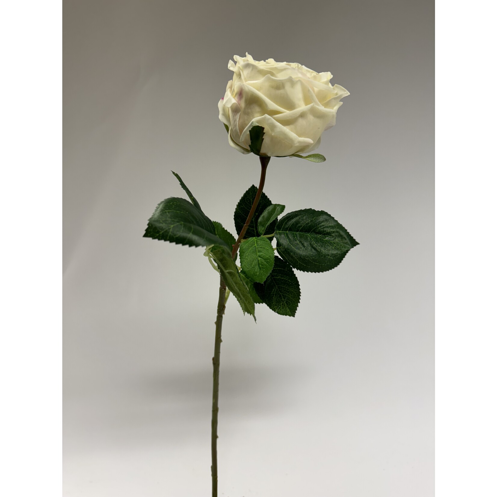 ROSE CREME DE LA CREME | CREAM | 60 CM | JIM JON