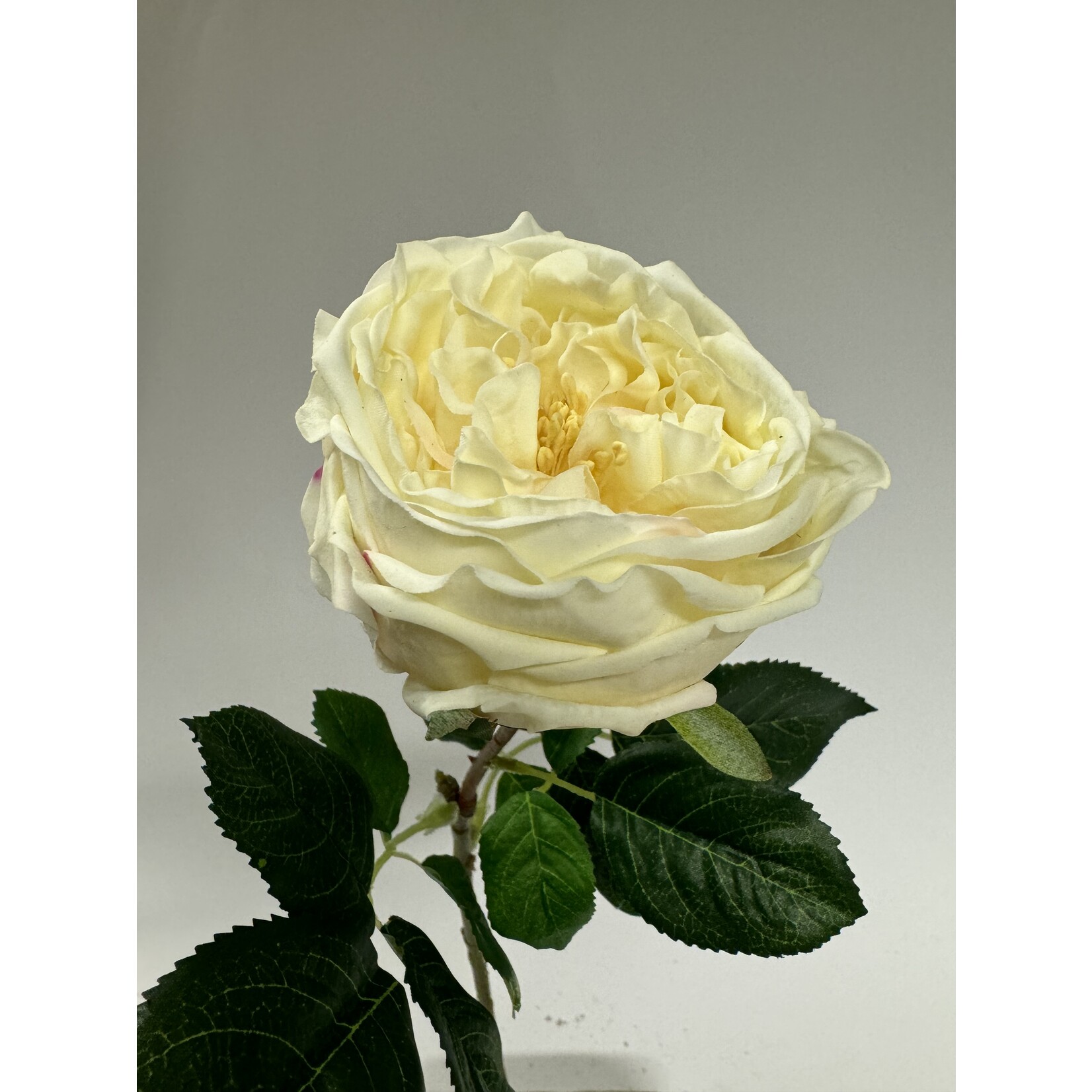 ROSE CREME DE LA CREME | CREAM | 60 CM | JIM JON