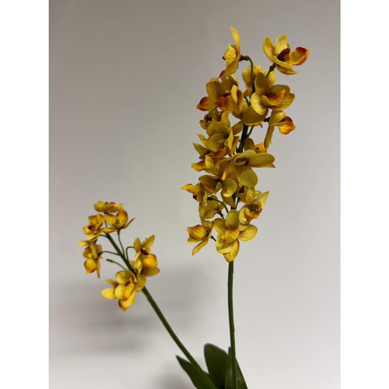 ORCHID JAMAICA | YELLOW | 52 CM