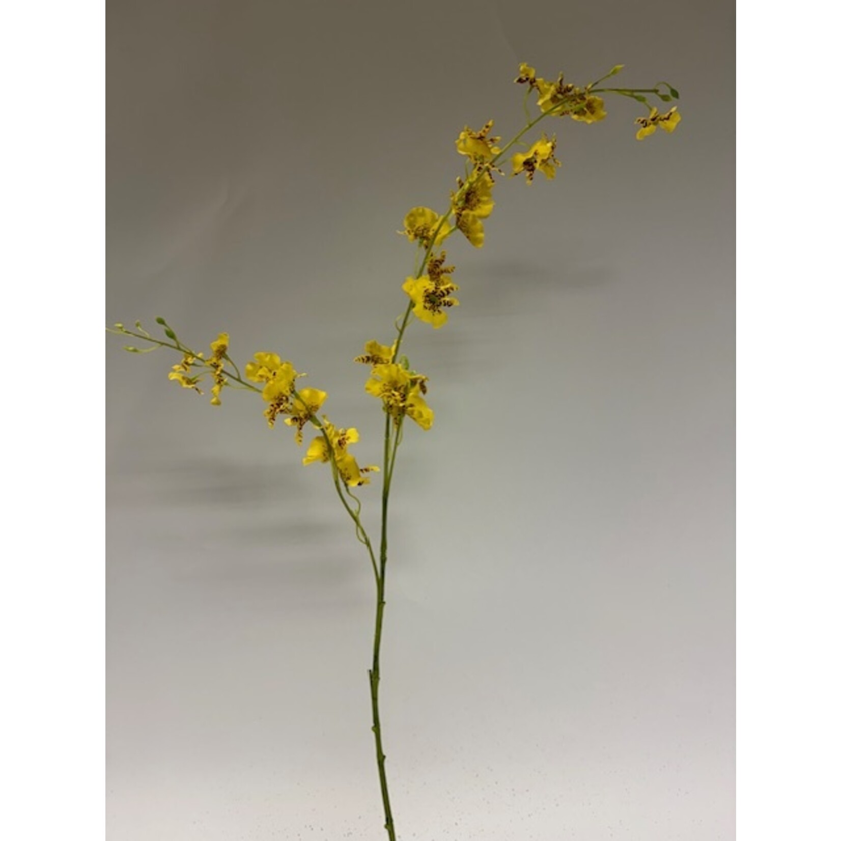 TIJGER ORCHID | YELLOW | 87 CM