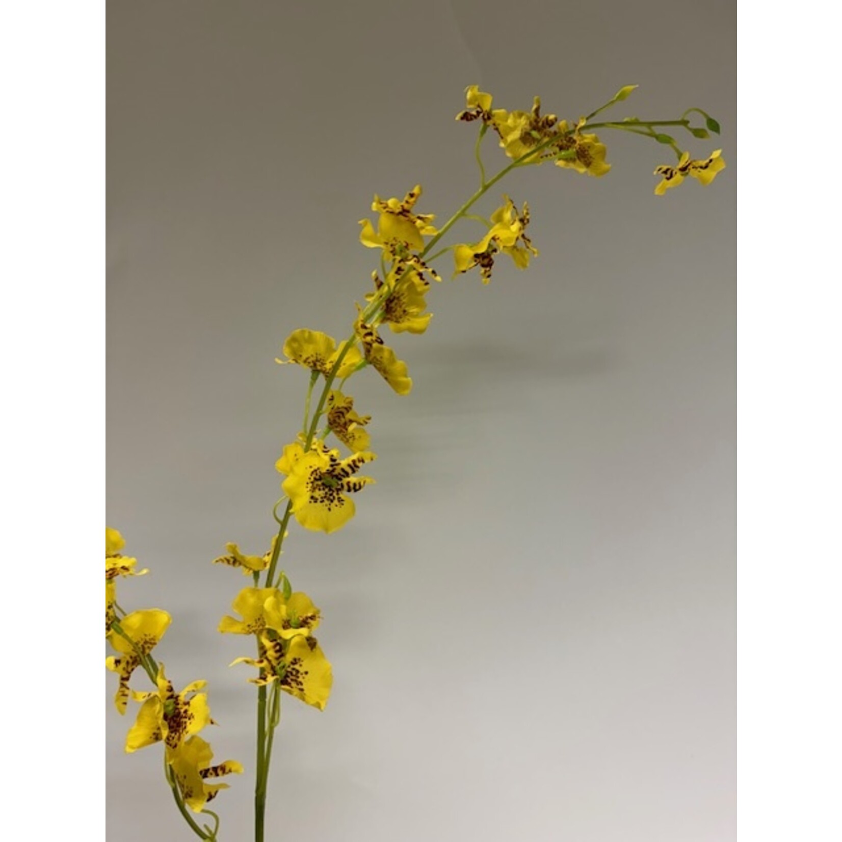 TIJGER ORCHID | YELLOW | 87 CM