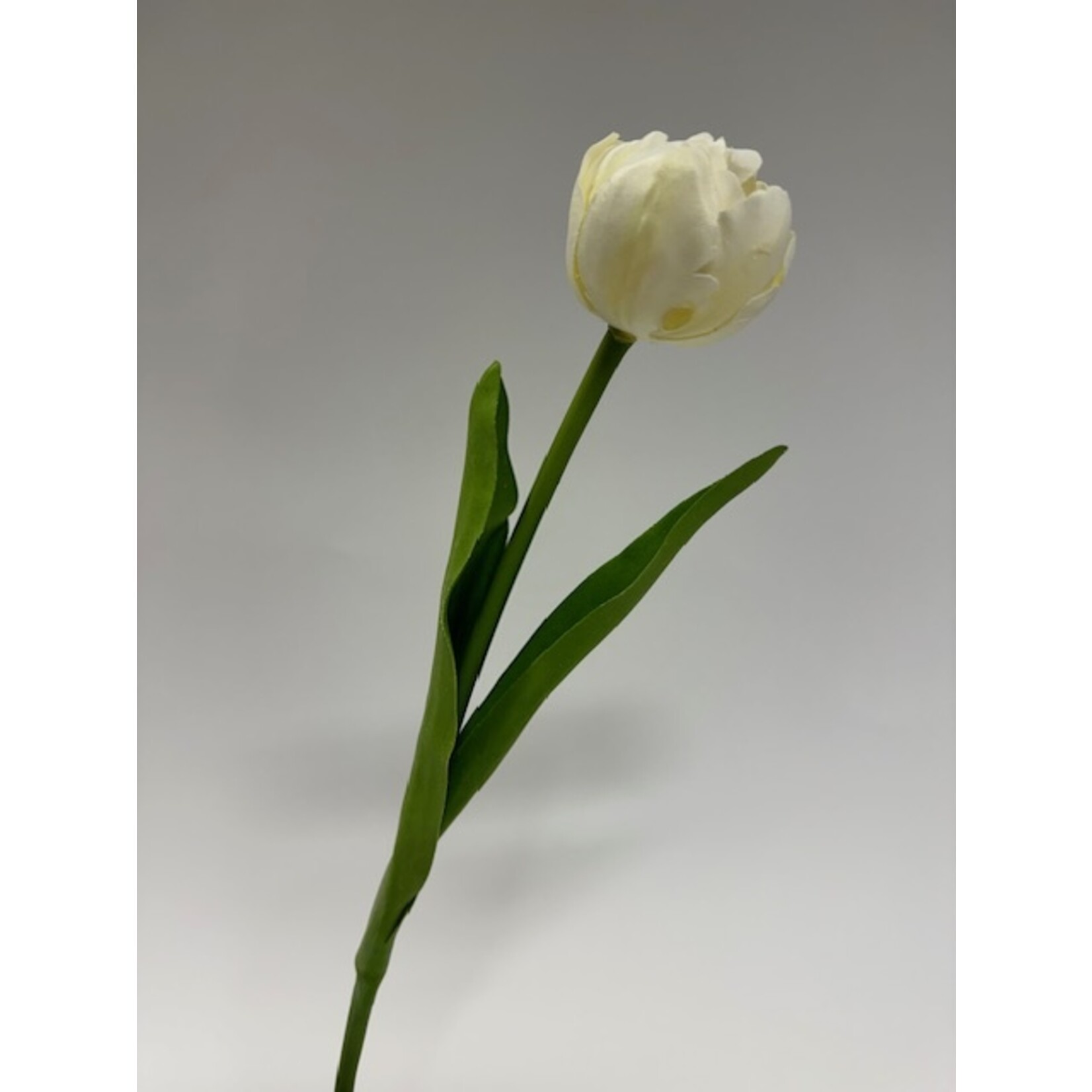 TULIP AVEYRON | WHITE | 40 CM