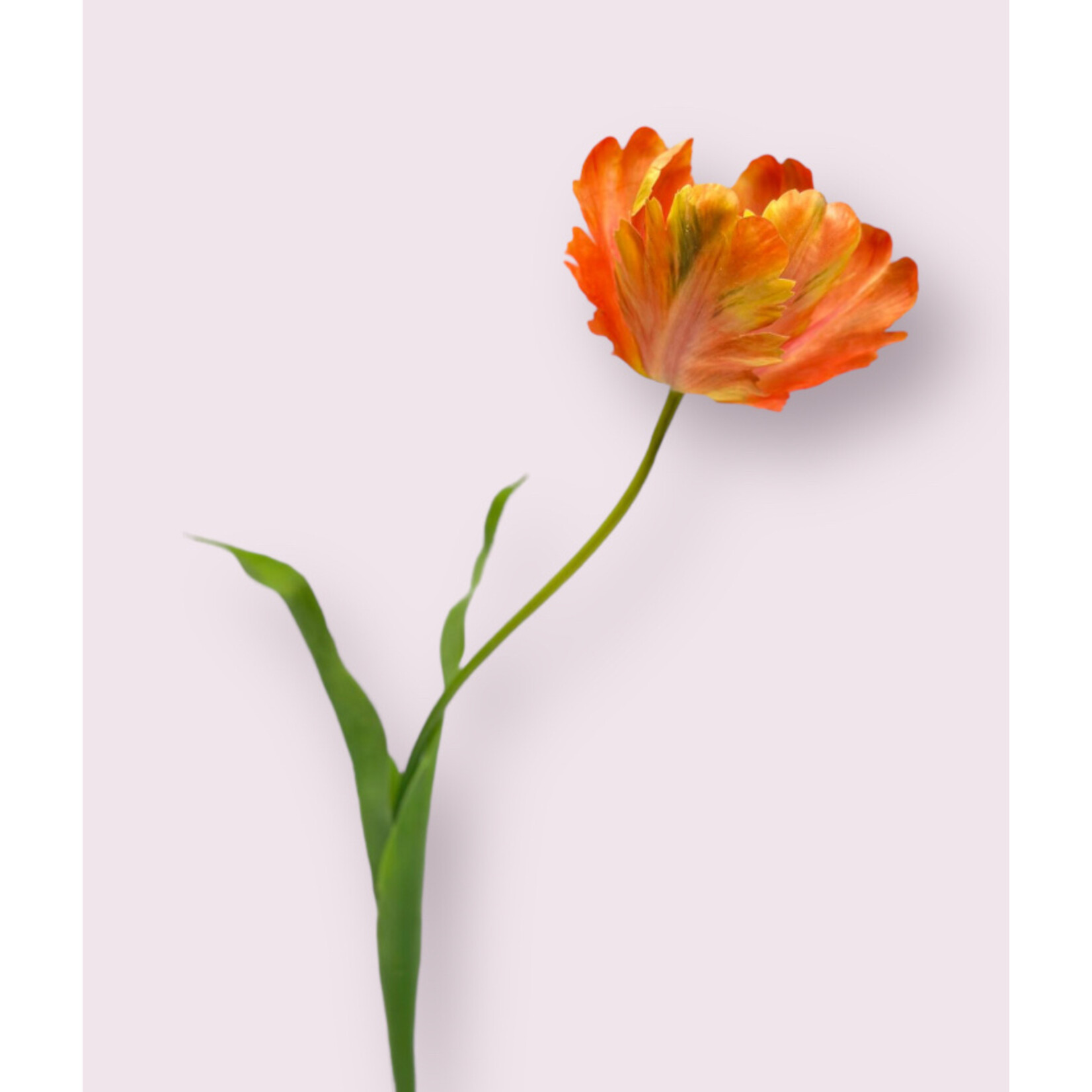 TULIP APRICOT FLAME | PINK ORANGE | 62 CM