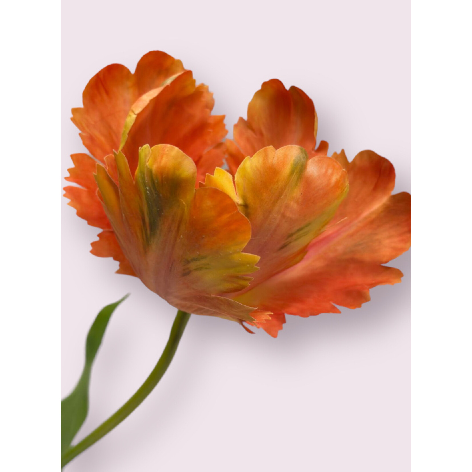 TULIP APRICOT FLAME | PINK ORANGE | 62 CM