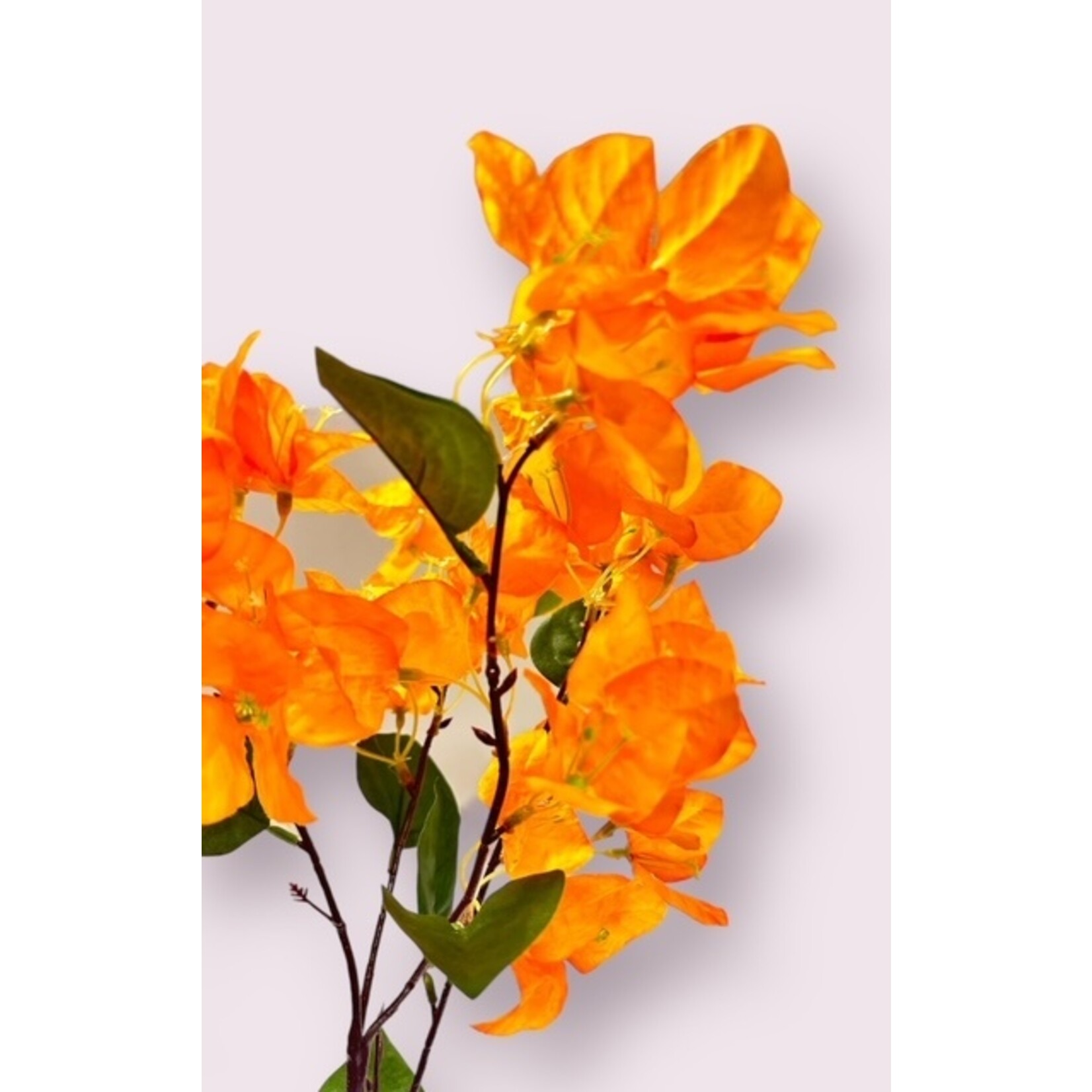 BOUGAINVILLEA DANIA | GEEL | 91 CM