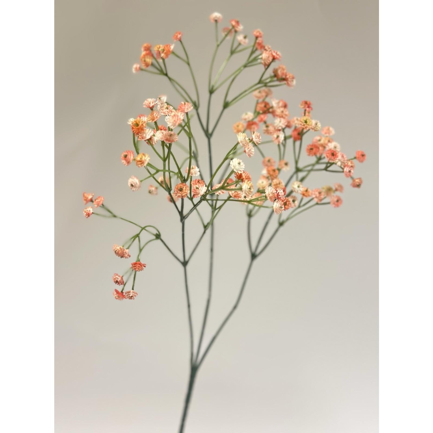 GYPSOPHILA | PEACH | 70 CM