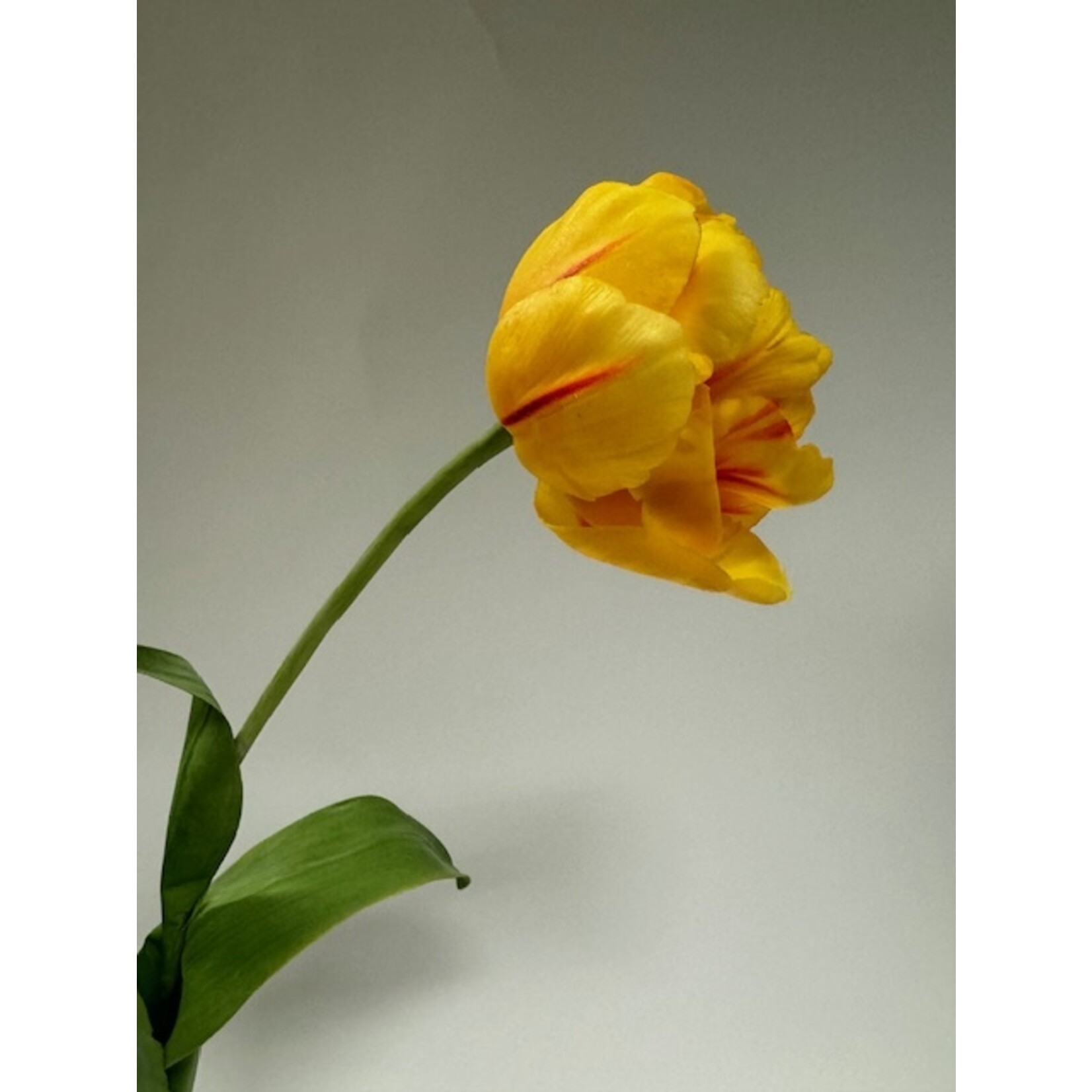 PEONY TULIP VALDIVIA | YELLOW | 73 CM