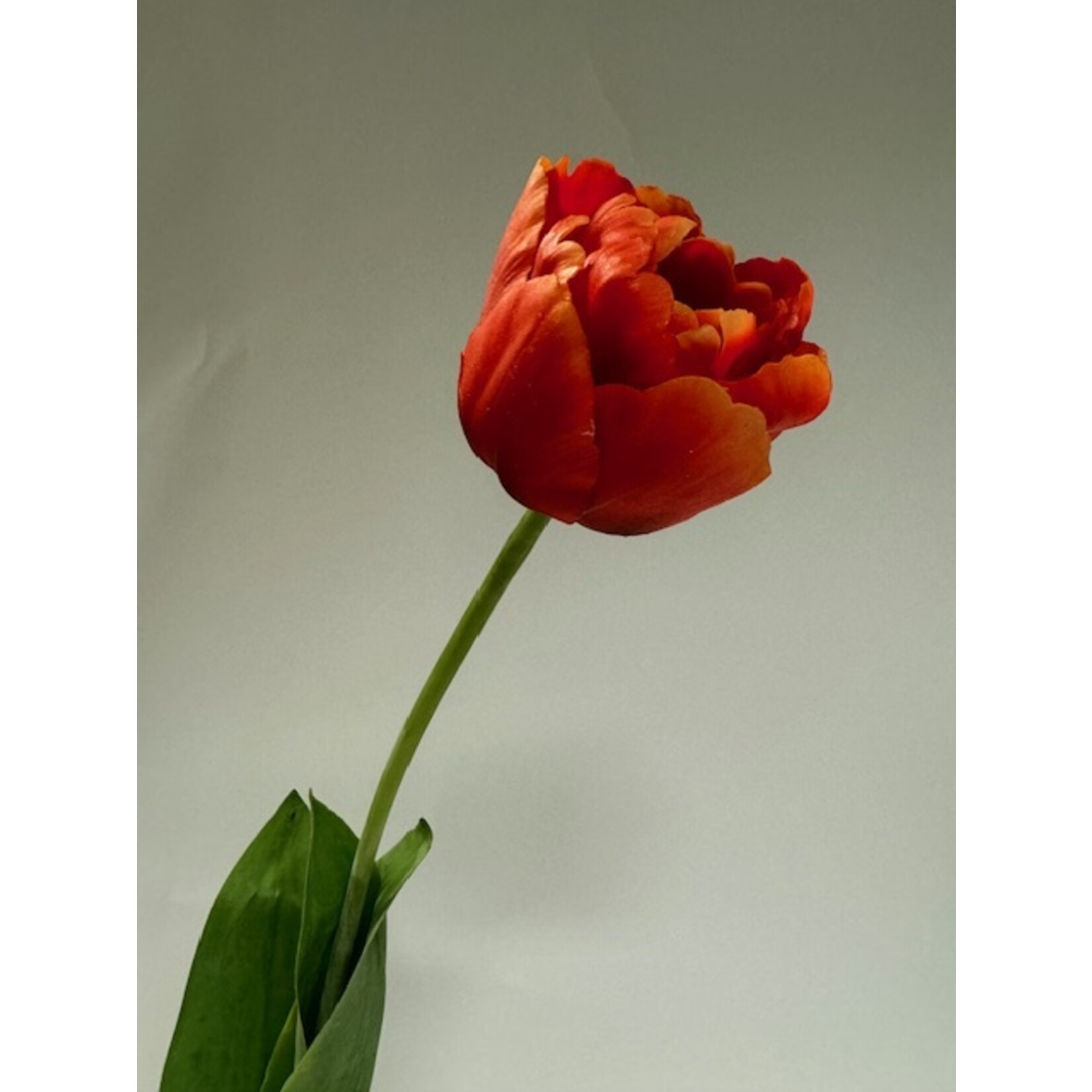 PEONY TULIP RED CHARM | RED | 73 CM