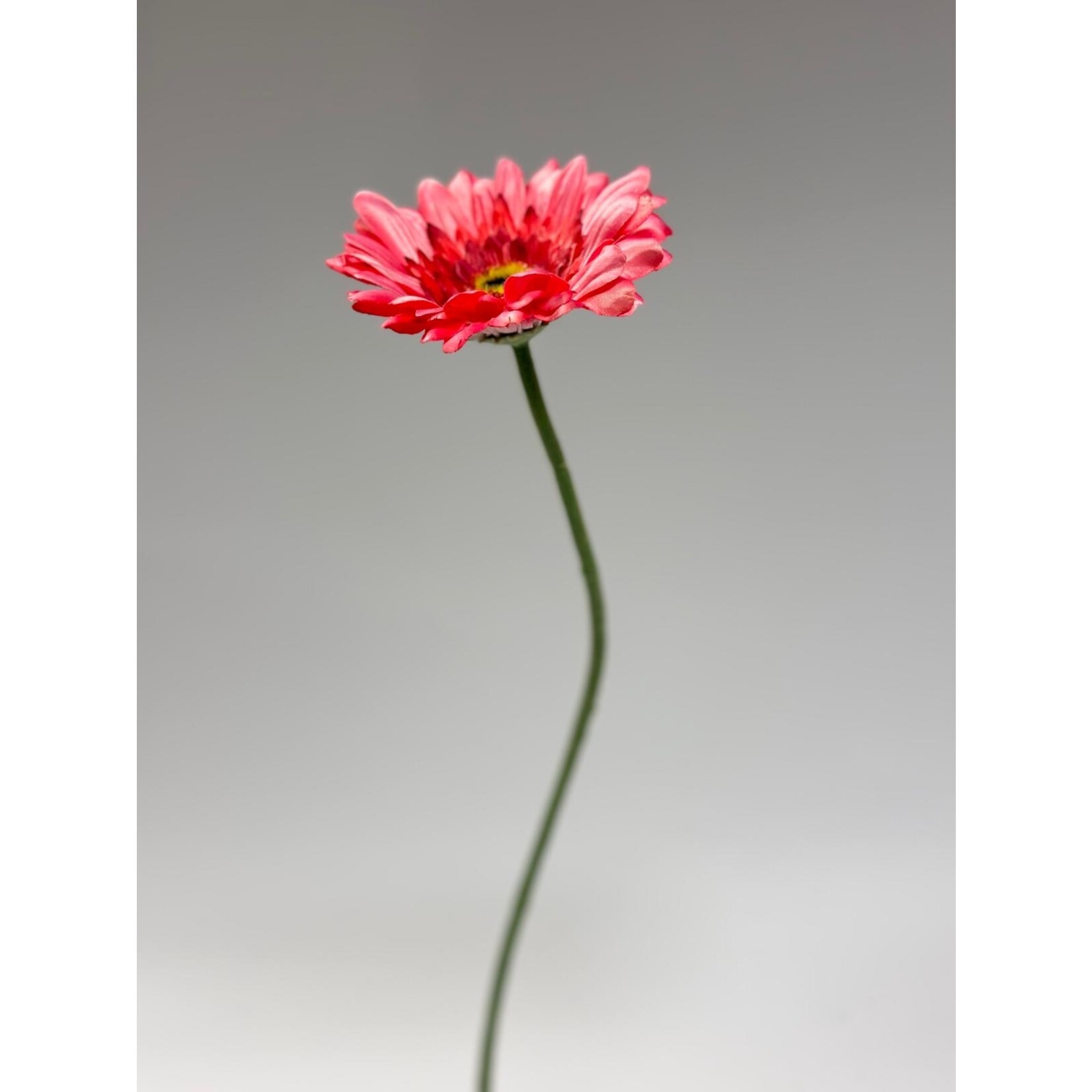 GERBERA | ROZE | 63 CM