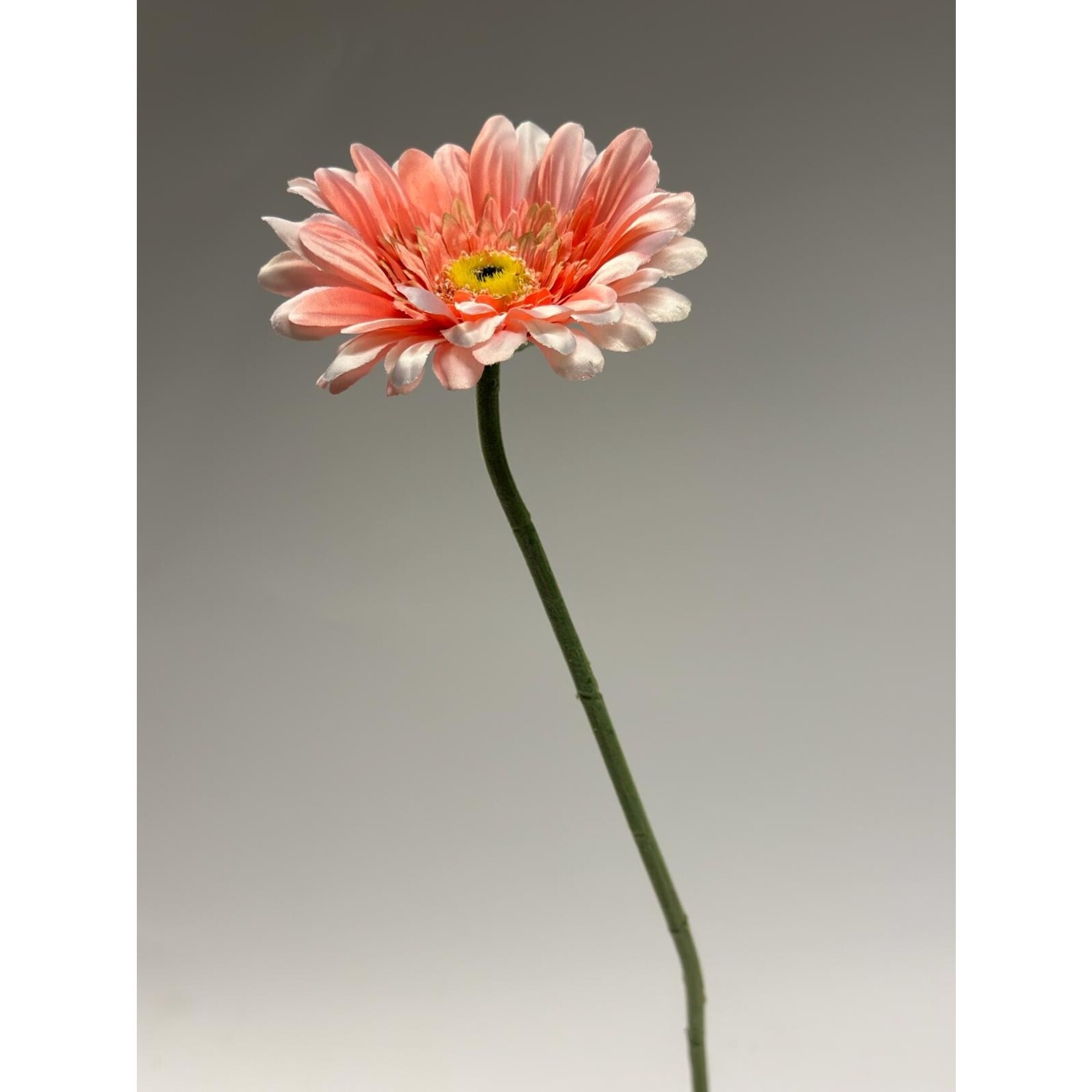 GERBERA | ZALM | 63 CM