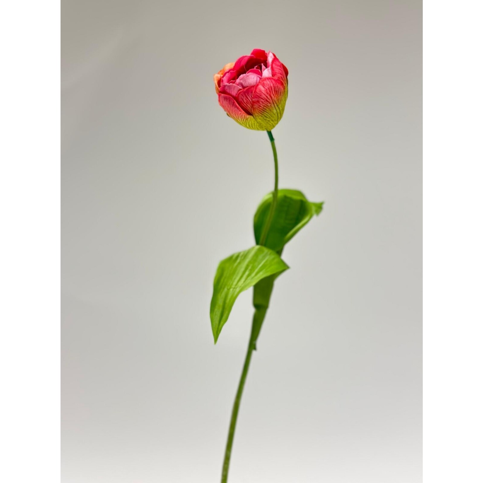 TULP  MELBA| ROZE | 48 CM