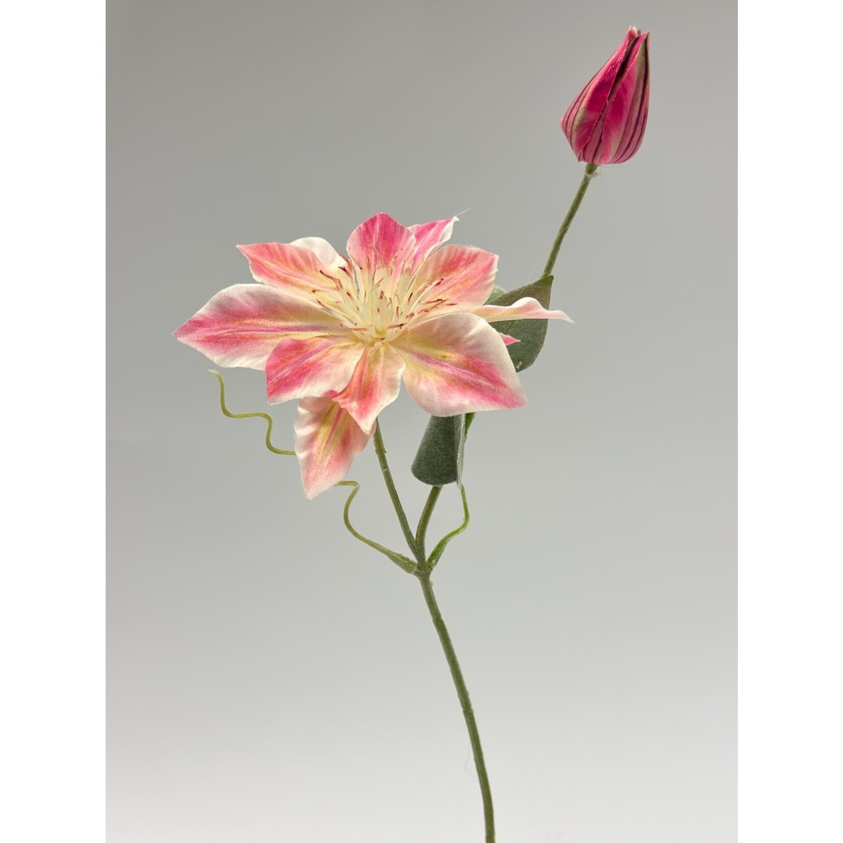 CLEMATIS NELLY MOSER | ROZE | 45 CM