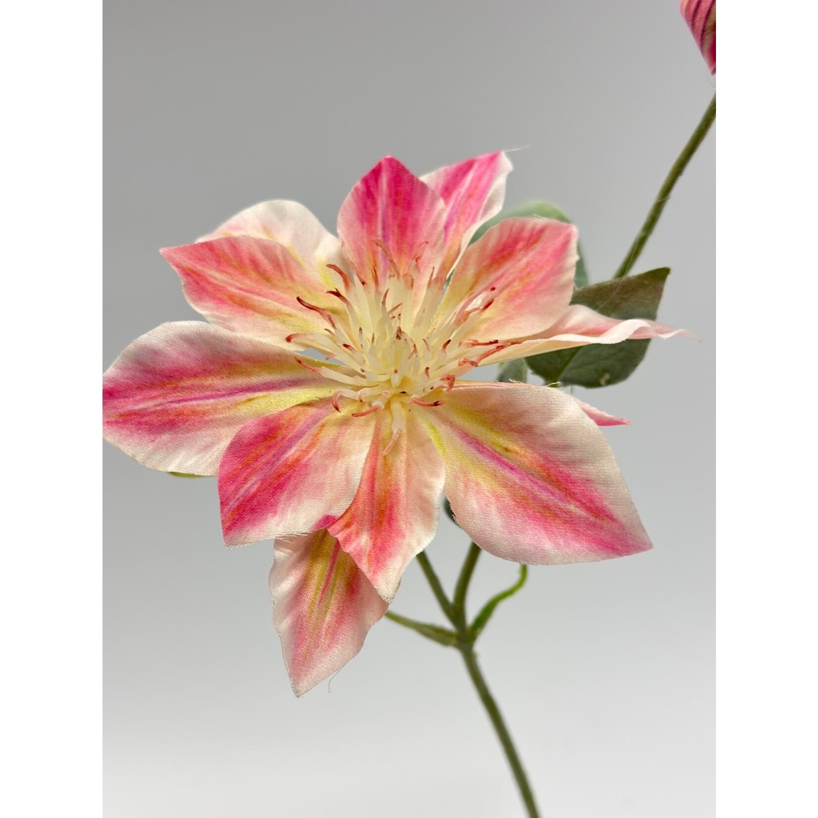 CLEMATIS NELLY MOSER| PINK | 45 CM