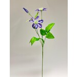 CLEMATIS | PAARS | 73 CM