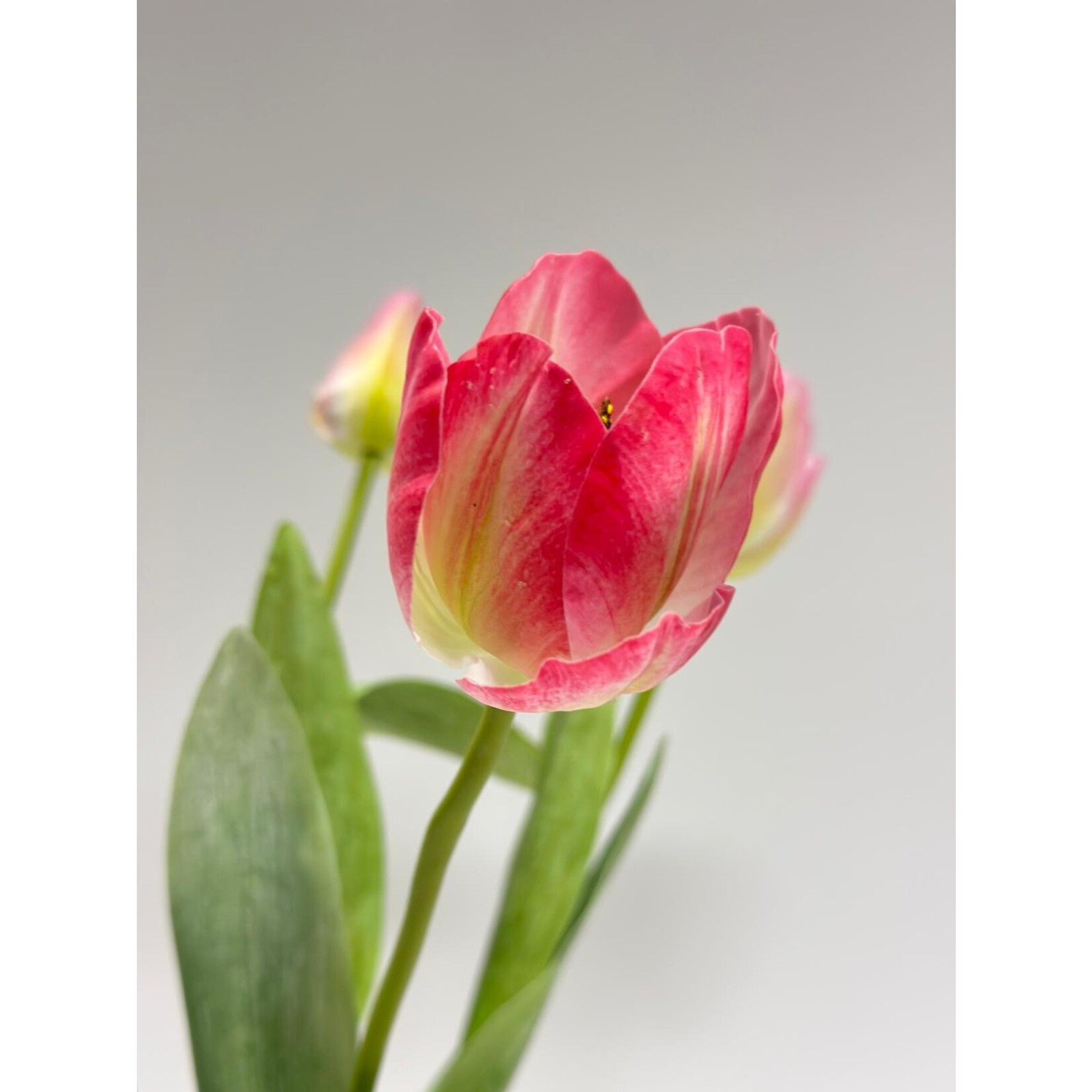 BOS TULPEN 5X | MULTI | 49 CM