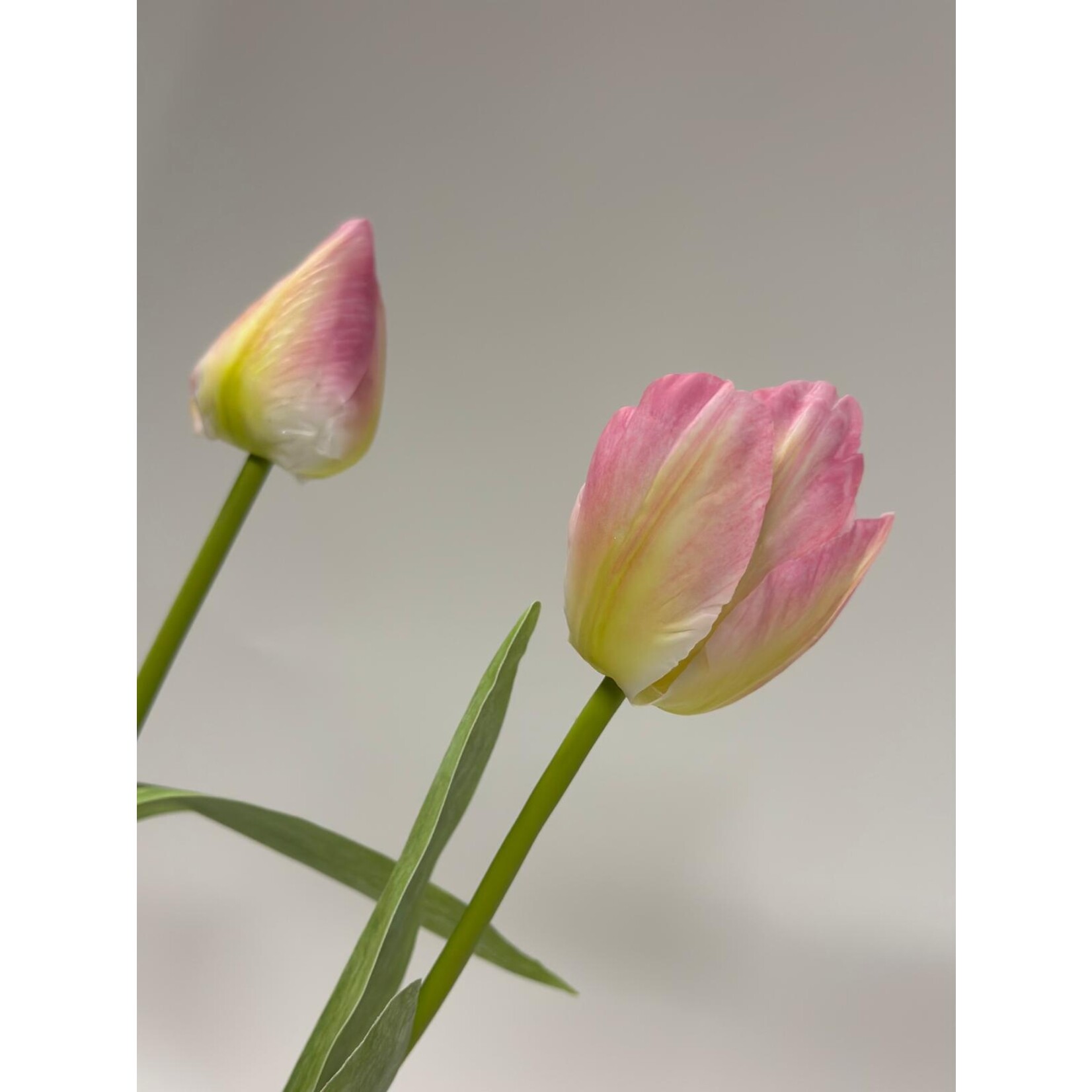 BOS TULPEN 5X | MULTI | 49 CM