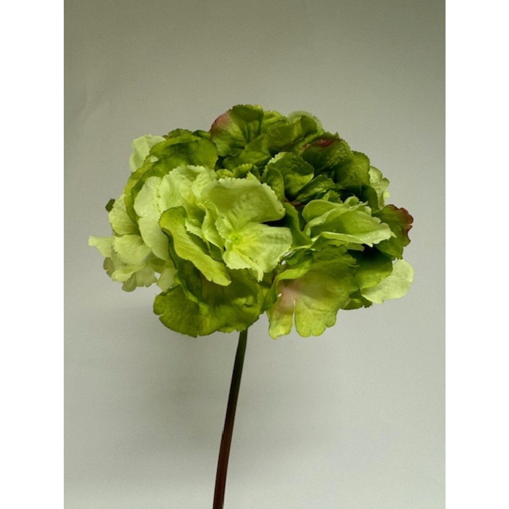 HORTENSIA REMBRANDT| GROEN | 90 CM