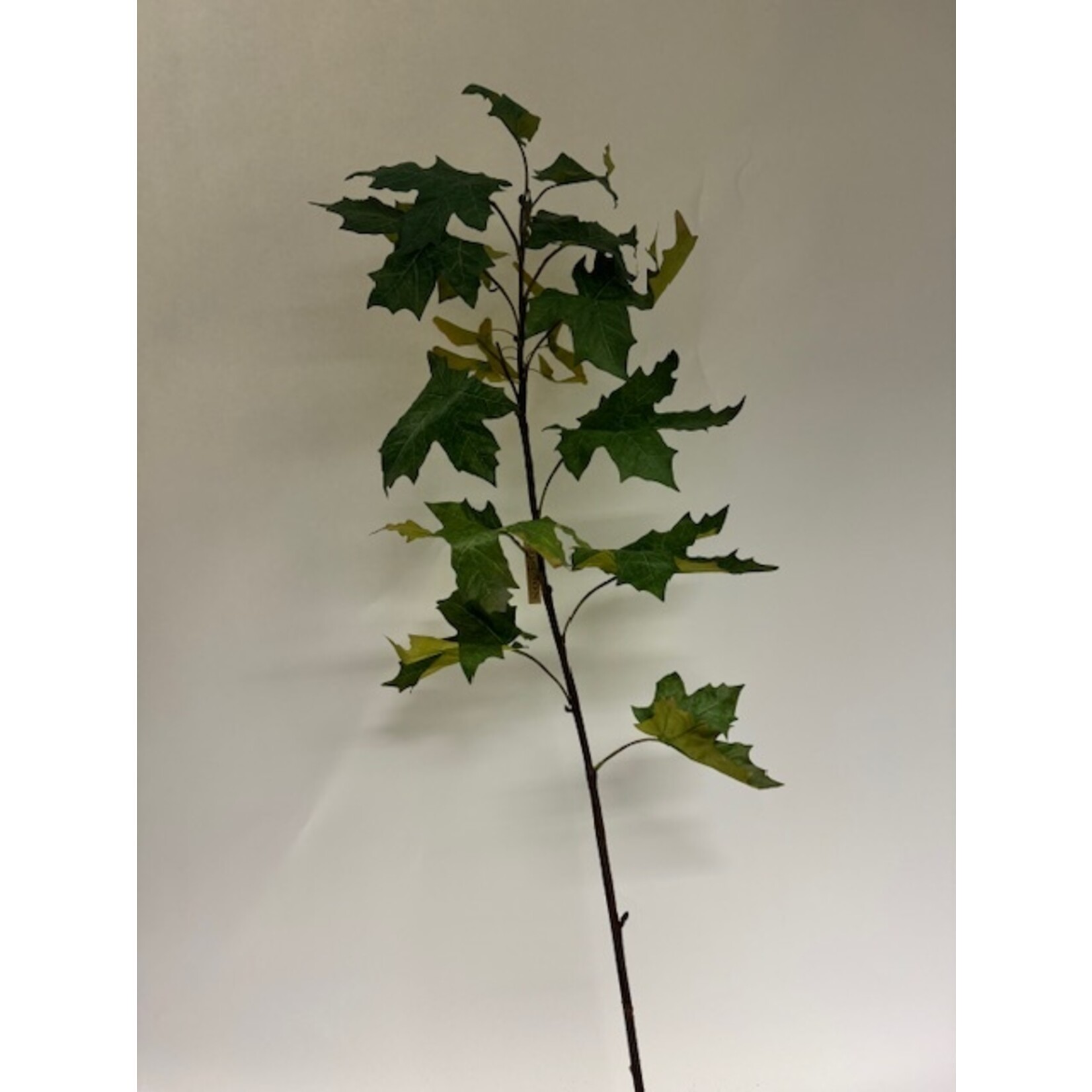 ACER BRANCH | GREEN | 110 CM