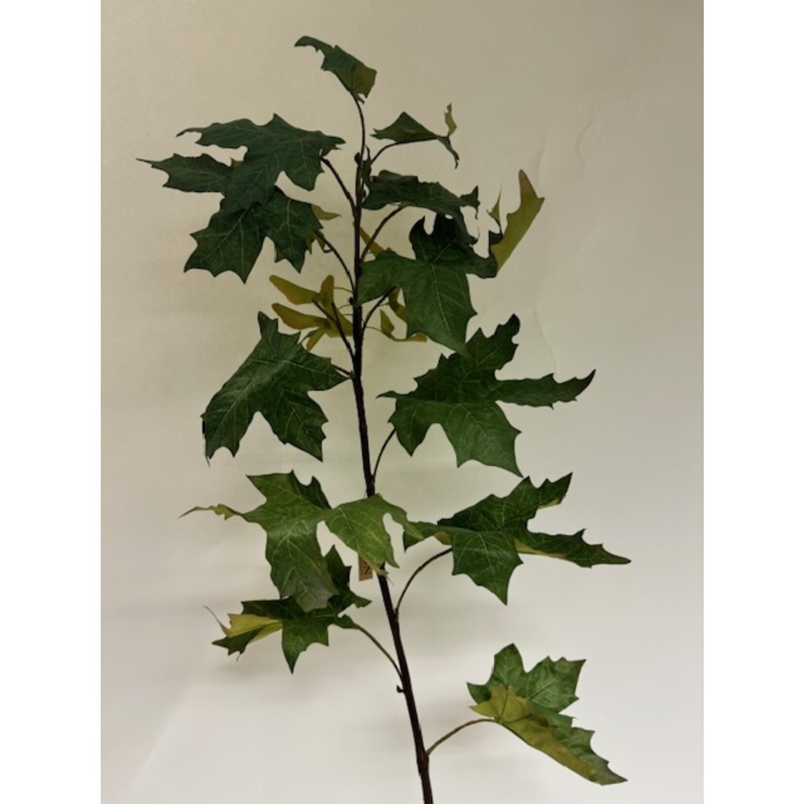 ACER BRANCH | GREEN | 110 CM