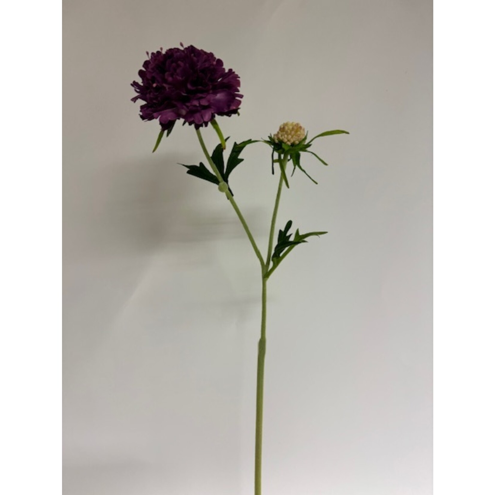 SCABIOSA BAROCCA | PAARS | 59 CM