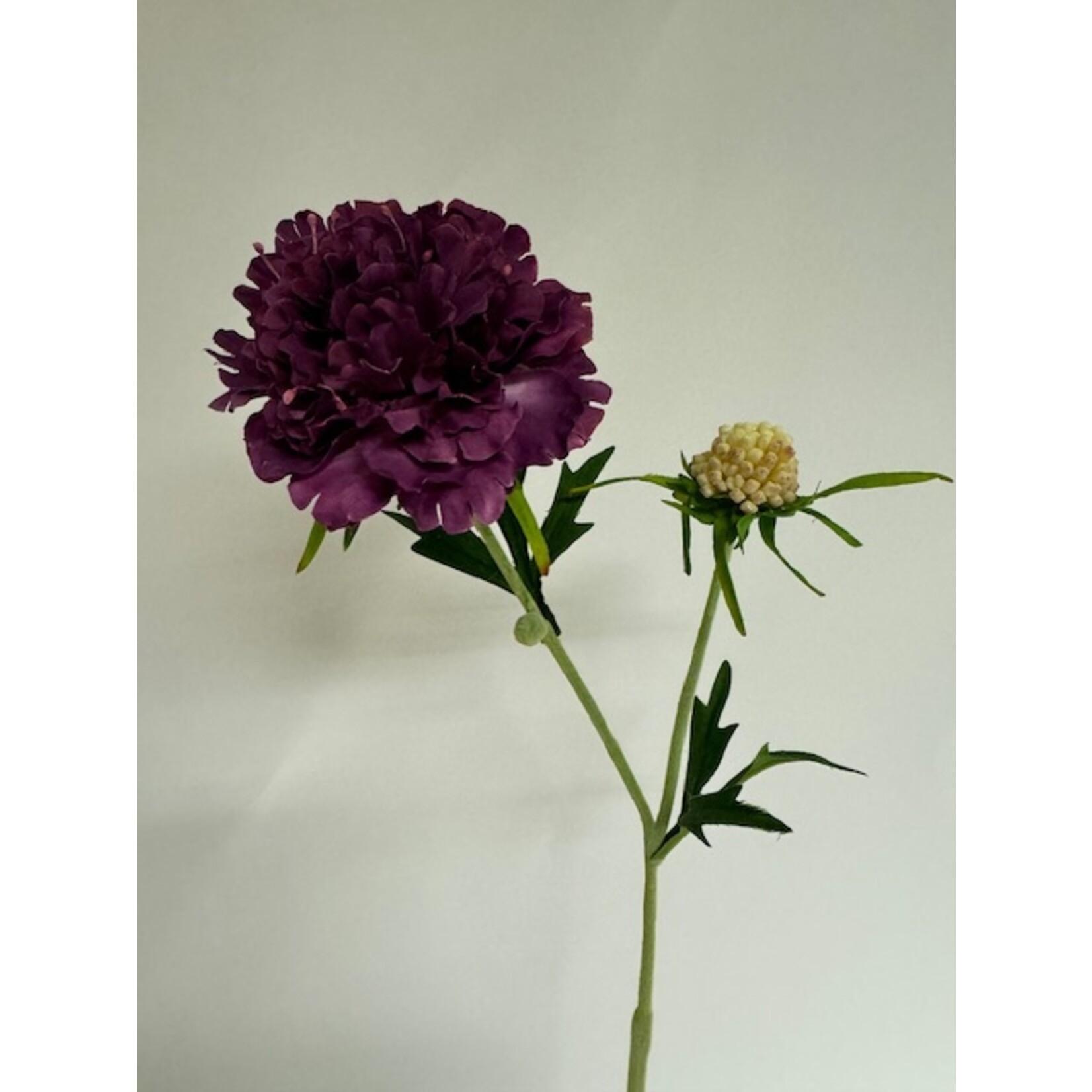 SCABIOSA BAROCCA | PURPLE | 59 CM