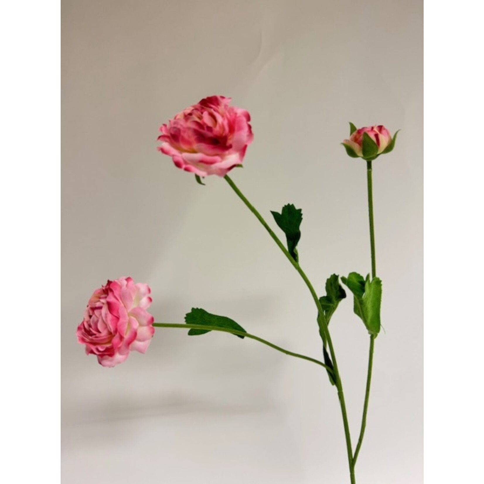 RANUNCULUS AVIV PICOTEE | PINK | 60 CM