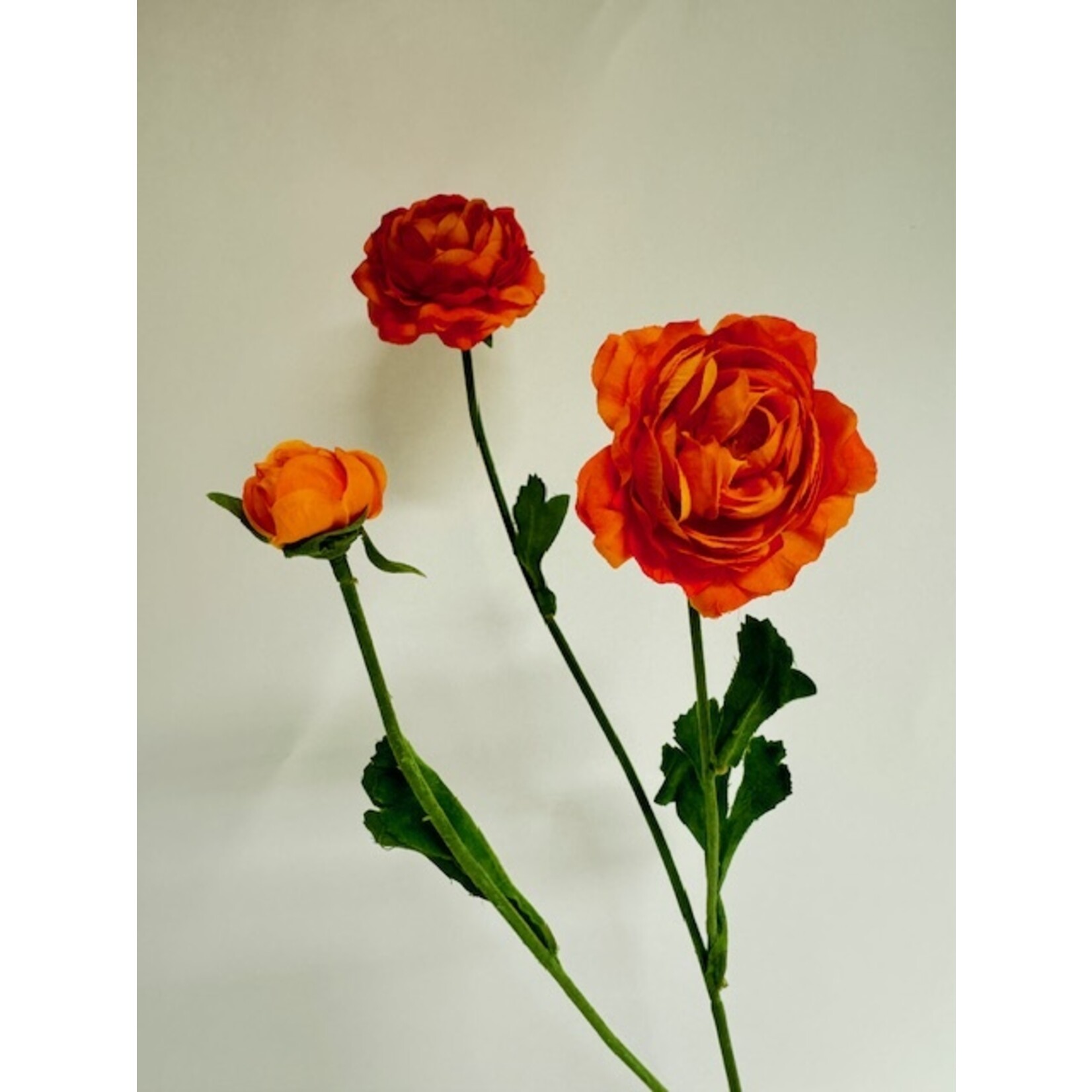 RANONKEL X3| ORANJE| 65 CM