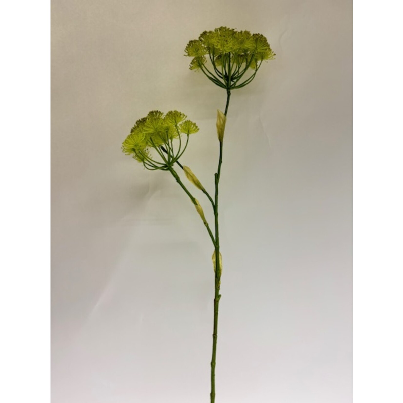 FENNEL | YELLOW | 105 CM