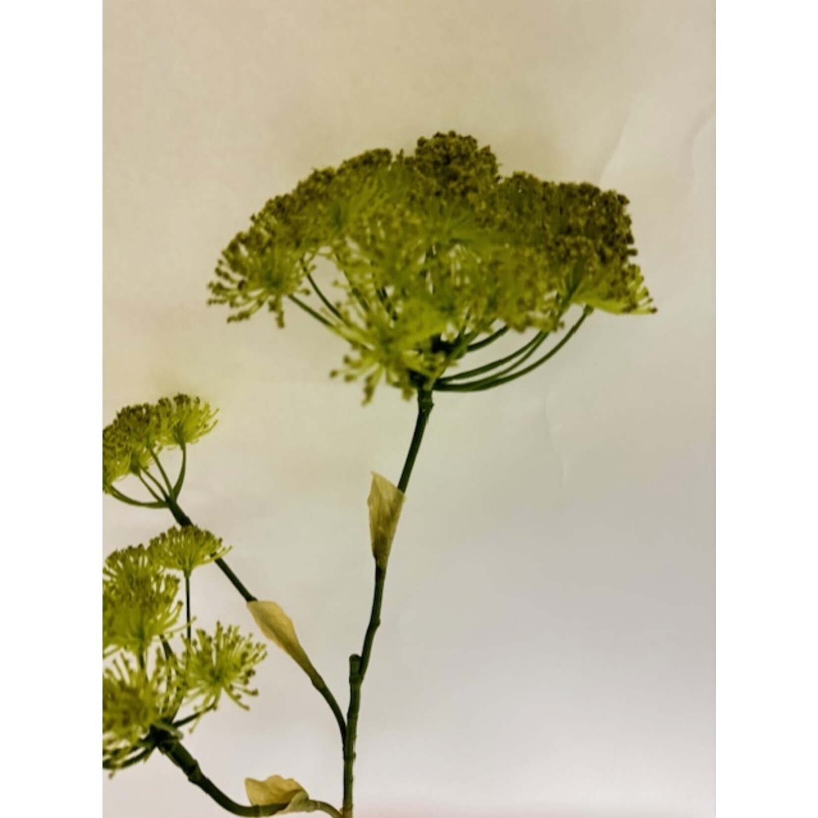 FENNEL | YELLOW | 105 CM