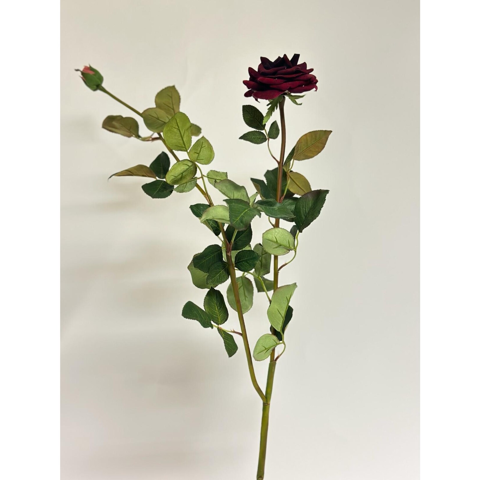 ROOS BLACK BACCARA | BORDEAUX | 80 CM