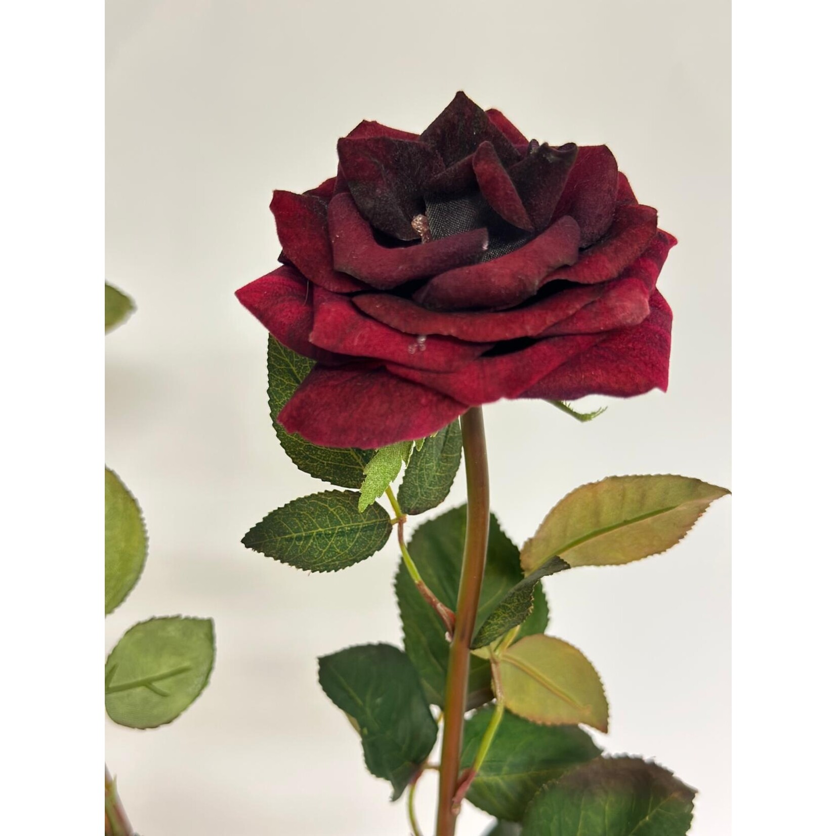 ROOS BLACK BACCARA | BORDEAUX | 80 CM