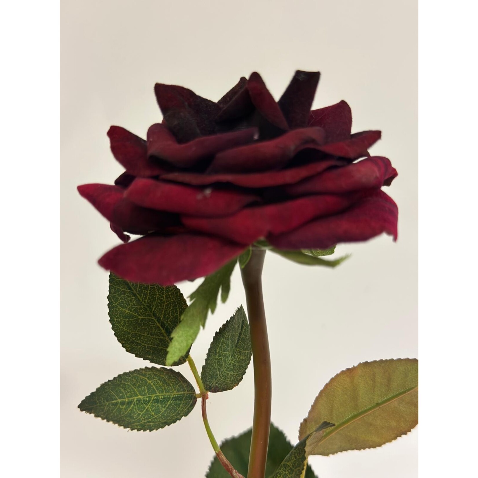 ROOS BLACK BACCARA | BORDEAUX | 80 CM