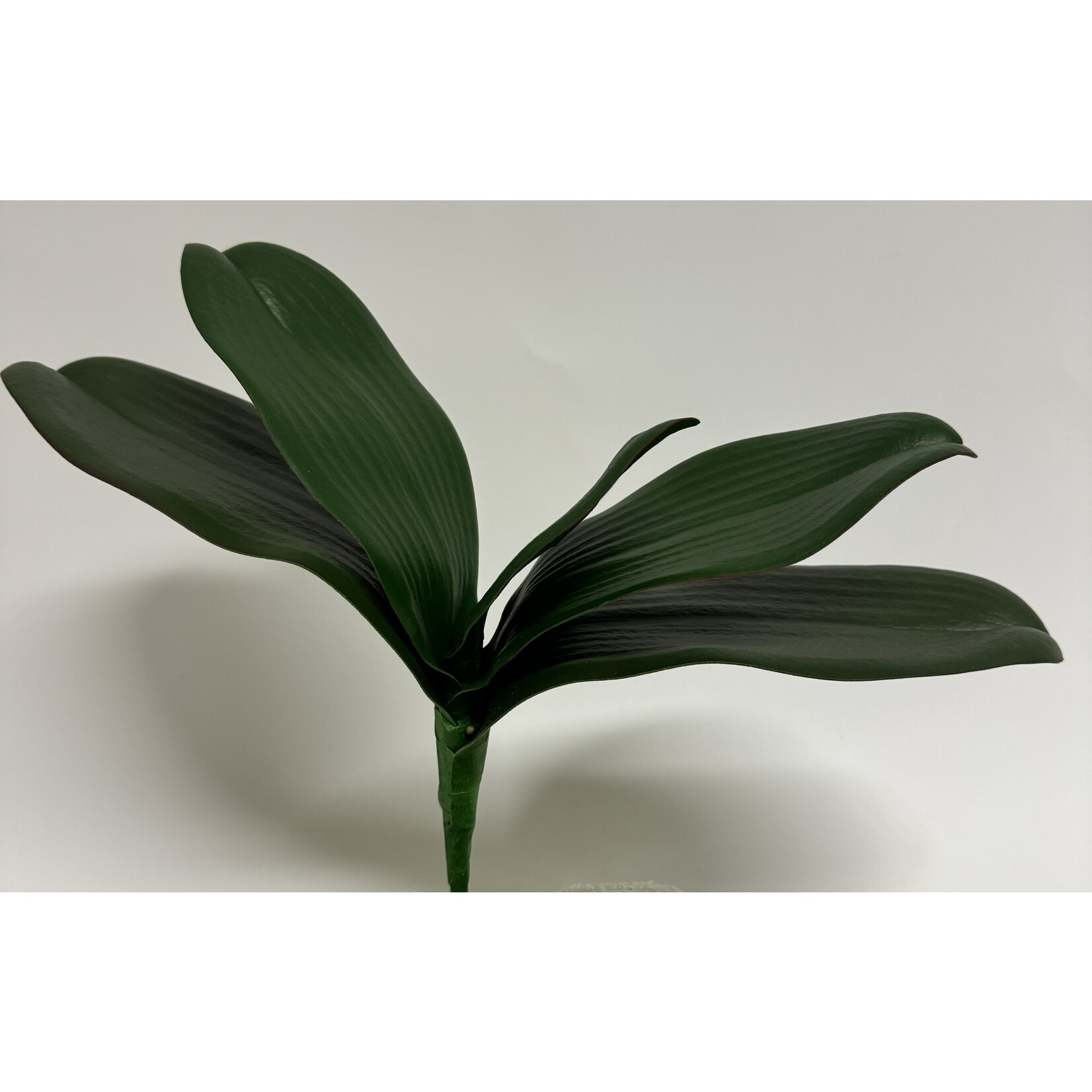 ORCHID LEAF | GREEN | 25 CM